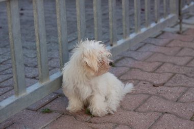 Beyaz küçük köpek evimi vurdu.