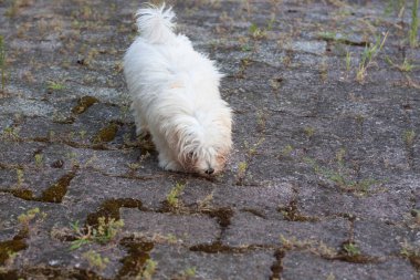Beyaz küçük köpek evimi vurdu.