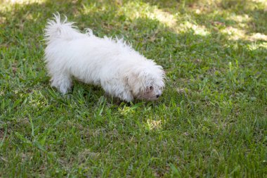 Beyaz küçük köpek evimi vurdu.