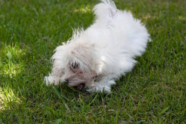 Beyaz küçük köpek evimi vurdu.