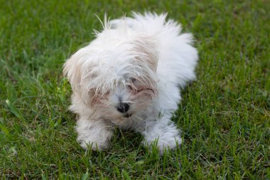 Beyaz küçük köpek evimi vurdu.