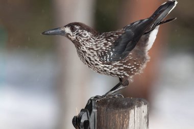 Odaklanmamış arka planı olan vahşi bir kuş.