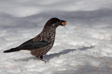 Odaklanmamış arka planı olan vahşi bir kuş.
