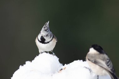 Odaklanmamış arka planı olan vahşi bir kuş.