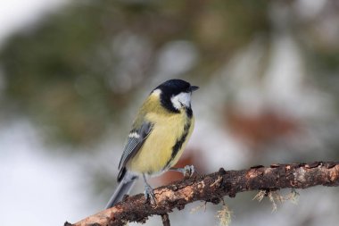 Odaklanmamış arka planı olan vahşi bir kuş.
