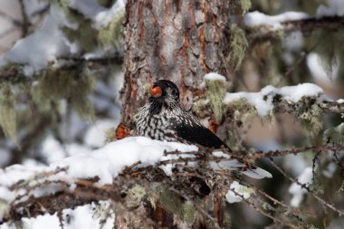 Odaklanmamış arka planı olan vahşi bir kuş.