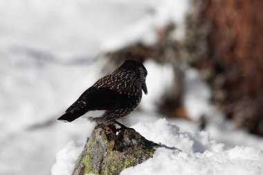 Odaklanmamış arka planı olan vahşi bir kuş.