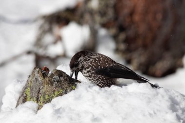 Odaklanmamış arka planı olan vahşi bir kuş.