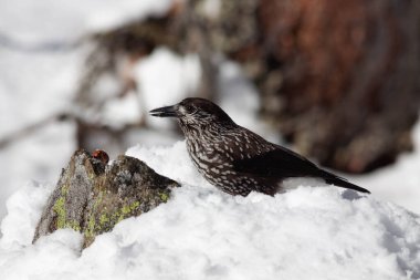 Odaklanmamış arka planı olan vahşi bir kuş.