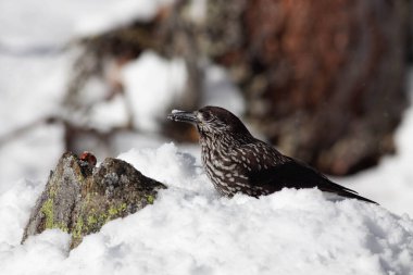 Odaklanmamış arka planı olan vahşi bir kuş.
