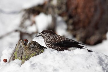 Odaklanmamış arka planı olan vahşi bir kuş.
