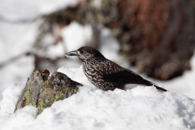 Odaklanmamış arka planı olan vahşi bir kuş.