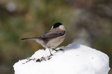 Odaklanmamış arka planı olan vahşi bir kuş.
