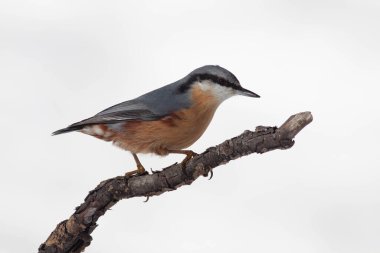 Odaklanmamış arka planı olan vahşi bir kuş.