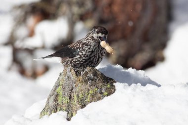 Odaklanmamış arka planı olan vahşi bir kuş.