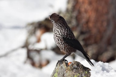 Odaklanmamış arka planı olan vahşi bir kuş.