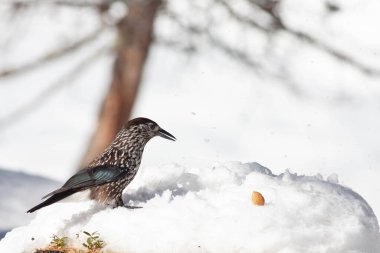 Odaklanmamış arka planı olan vahşi bir kuş.