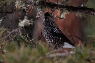 Odaklanmamış arka planı olan vahşi bir kuş.