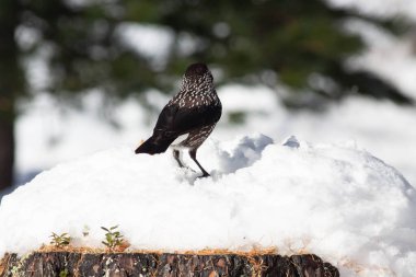 Odaklanmamış arka planı olan vahşi bir kuş.