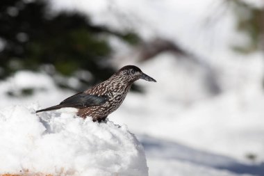Odaklanmamış arka planı olan vahşi bir kuş.