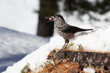 Odaklanmamış arka planı olan vahşi bir kuş.