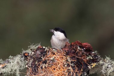 Odaklanmamış arka planı olan vahşi bir kuş.