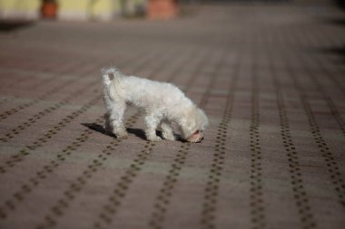 Küçük beyaz köpek evde vuruldu.