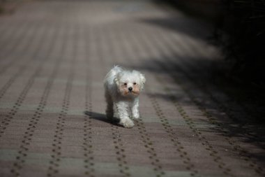 Küçük beyaz köpek evde vuruldu.