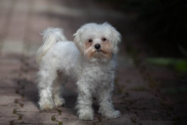 Küçük beyaz köpek evde vuruldu.