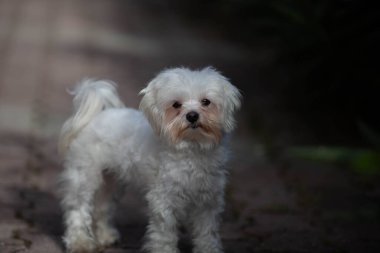 Küçük beyaz köpek evde vuruldu.