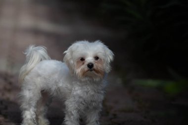 Küçük beyaz köpek evde vuruldu.