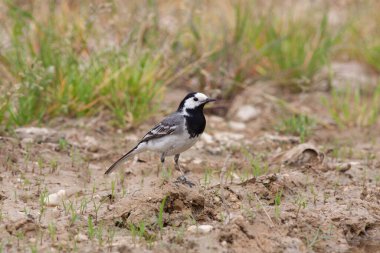 Vahşi doğadaki kuş..