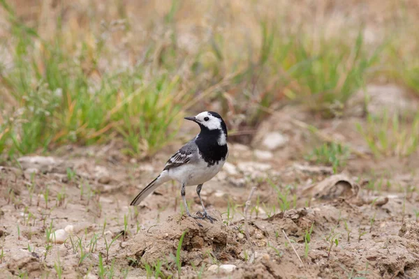 stock image Bird in the wilderness with unfocused background