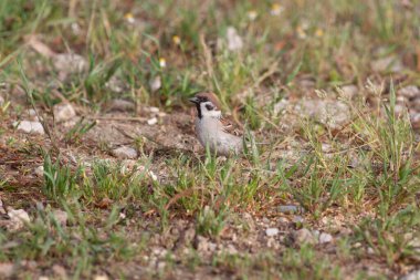 Odaklanmamış arka planı olan vahşi bir kuş.