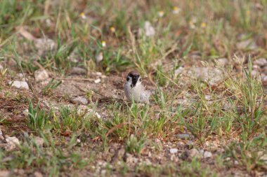 Odaklanmamış arka planı olan vahşi bir kuş.