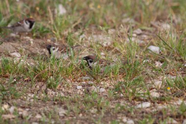 Odaklanmamış arka planı olan vahşi bir kuş.