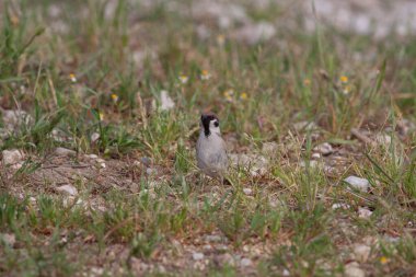 Odaklanmamış arka planı olan vahşi bir kuş.