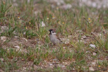 Odaklanmamış arka planı olan vahşi bir kuş.