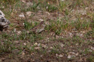 Odaklanmamış arka planı olan vahşi bir kuş.