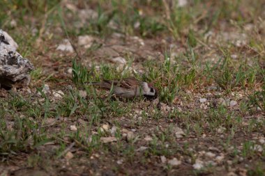 Odaklanmamış arka planı olan vahşi bir kuş.