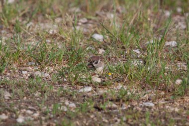 Odaklanmamış arka planı olan vahşi bir kuş.