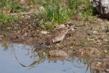 Odaklanmamış arka planı olan vahşi bir kuş.