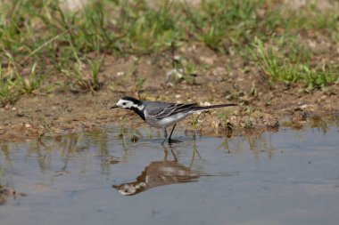 Odaklanmamış arka planı olan vahşi bir kuş.