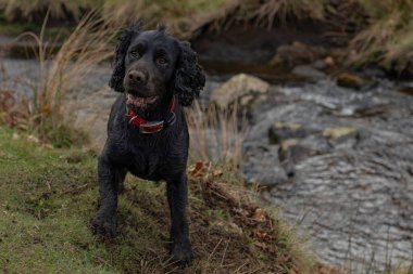 Siyah çalışan cocker spaniel kırmızı yakalı ve burnu toprakla kaplı bir derenin kenarında durdu.