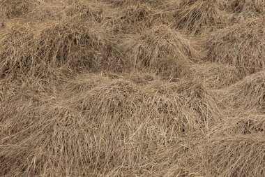 Lonh otu döküldü ve kurudu. 