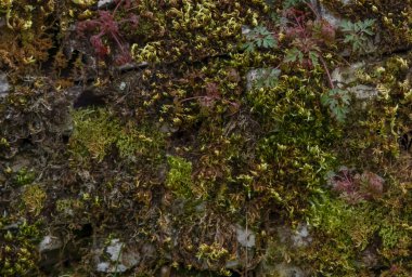 Eski bir taş duvarda farklı renkte yosun ve yosunlar var.