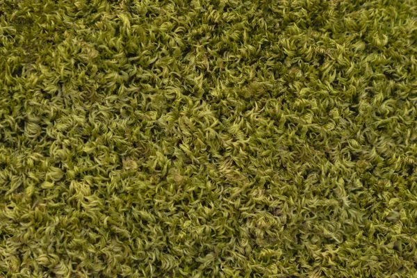濃い緑色の苔と黄色のハイライトの背景 — ストック写真