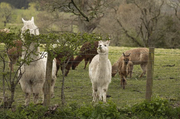 Uma Manada Llamas Várias Dimensões Num Campo Incluindo Animais Diferentes — Fotografia de Stock