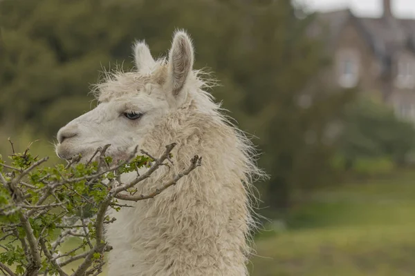 Side view of the head of a white Llama eating the hedge row with a house in the background