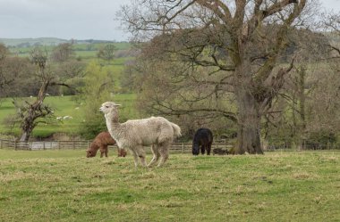 Bir tarlada otlayan üç farklı renkli lama.